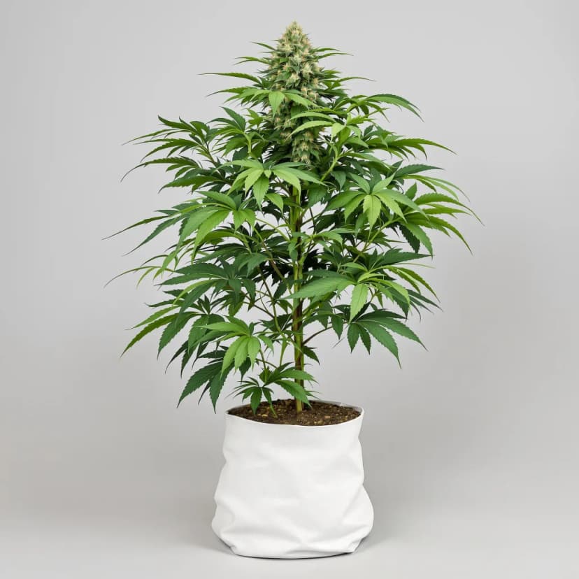 Granddaddy Purple feminized cannabis plant