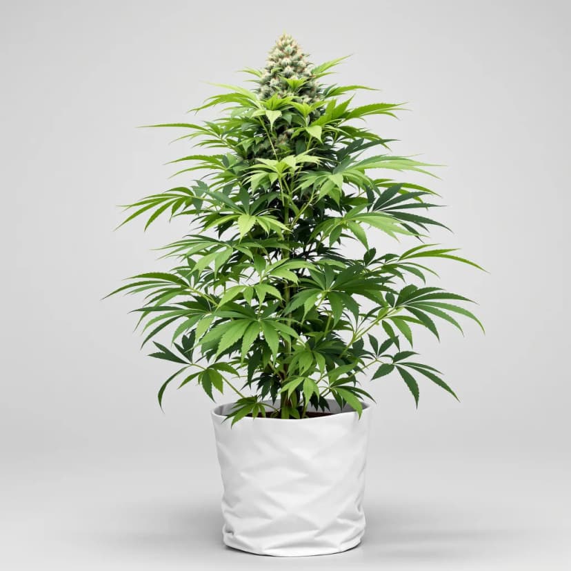 Grandmommy Purple feminized cannabis plant