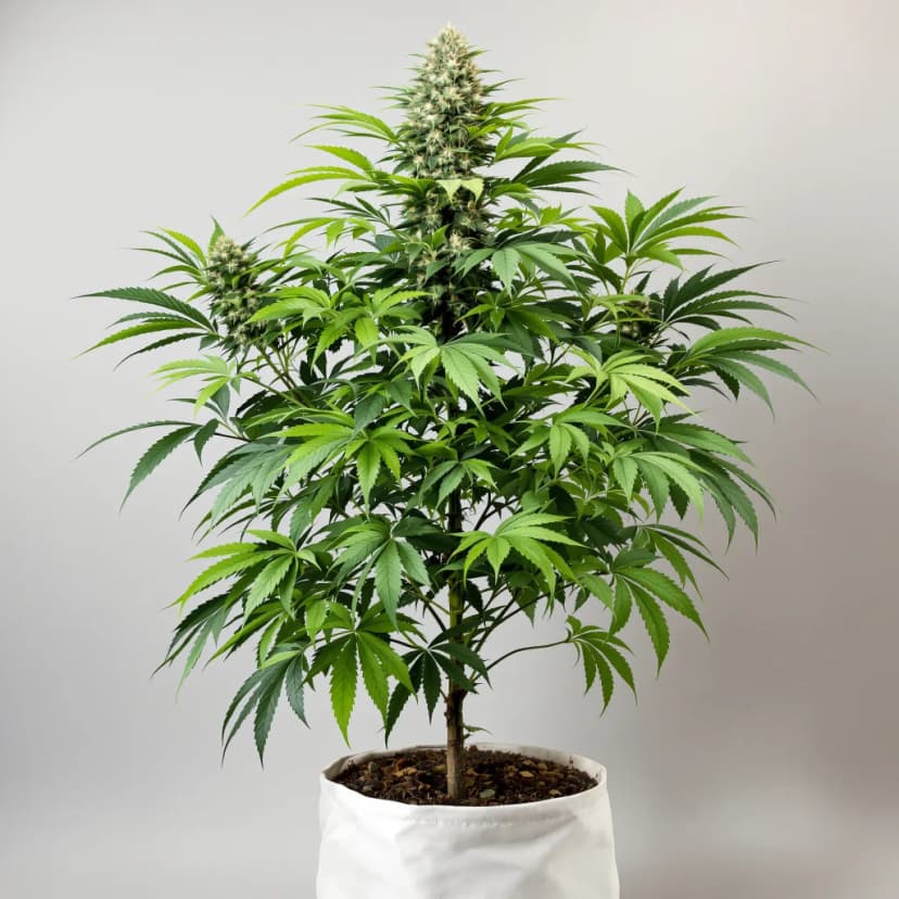Grandpa Larry OG feminized cannabis plant
