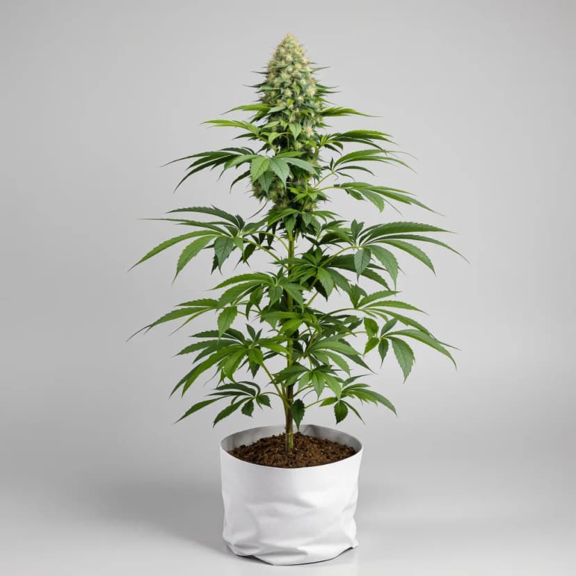 Grape Cookies autoflower cannabis plant