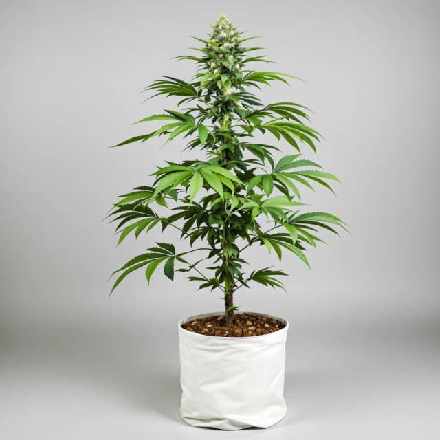 Grape Drink feminized cannabis plant
