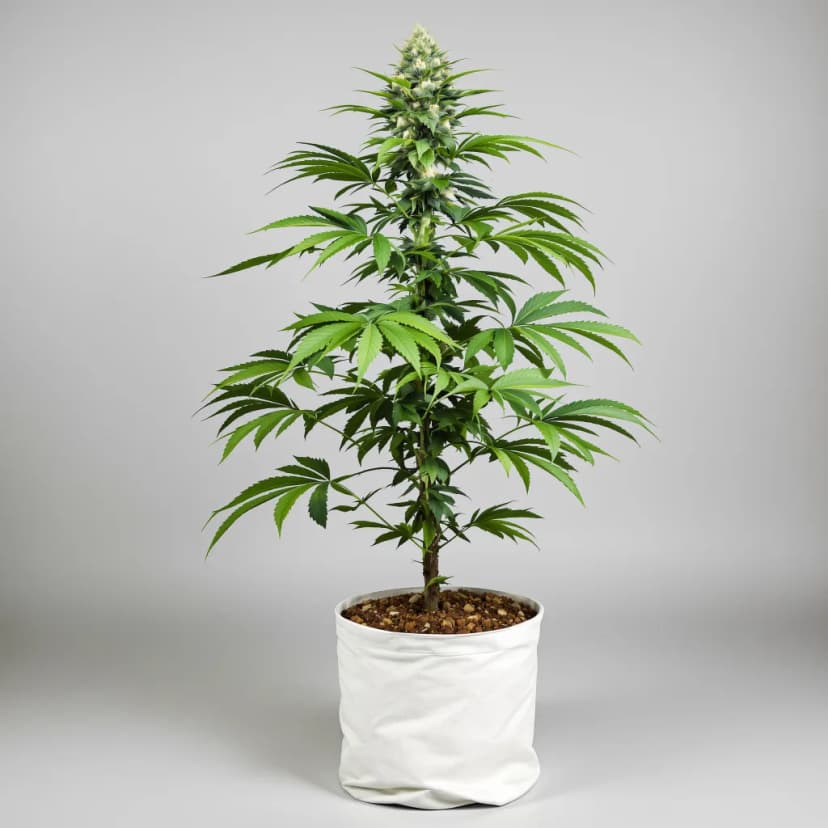 Grape Drink feminized cannabis plant
