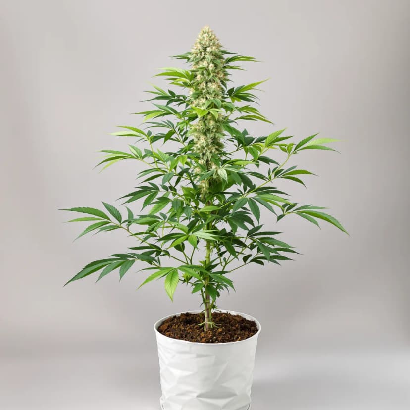Grape Gas feminized cannabis plant