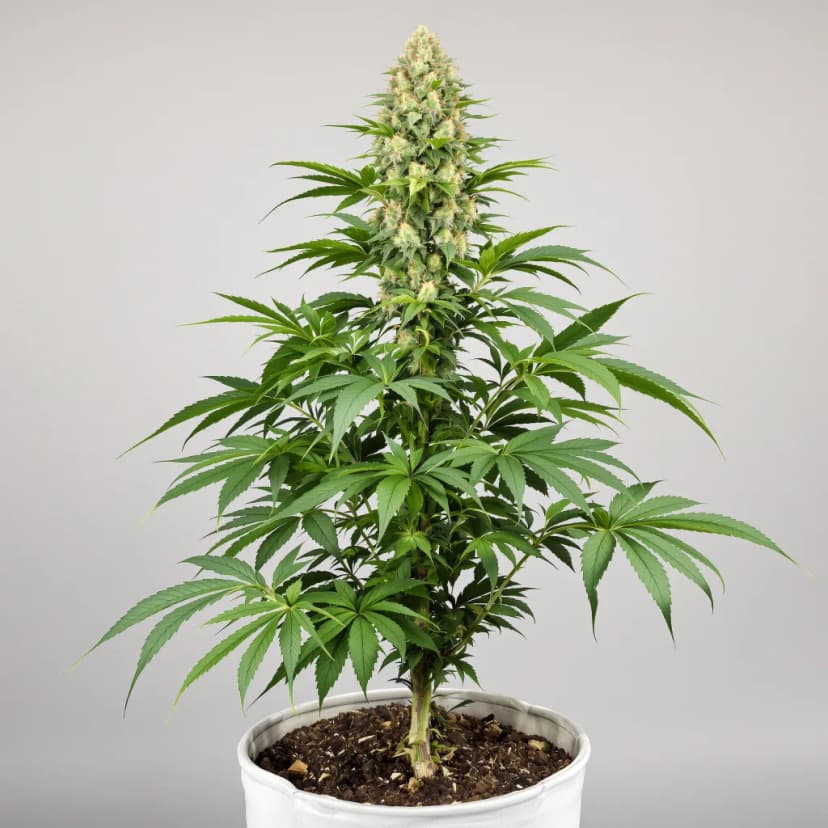 Grape God feminized cannabis plant