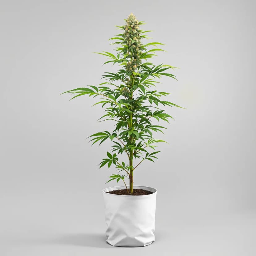 Grape Guava feminized cannabis plant