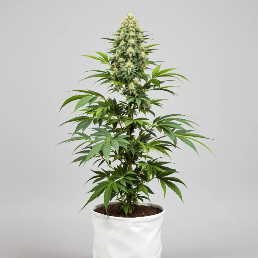 Grape Inferno autoflower cannabis plant