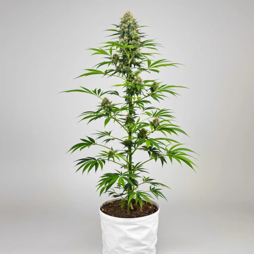 Grape Kush feminized cannabis plant