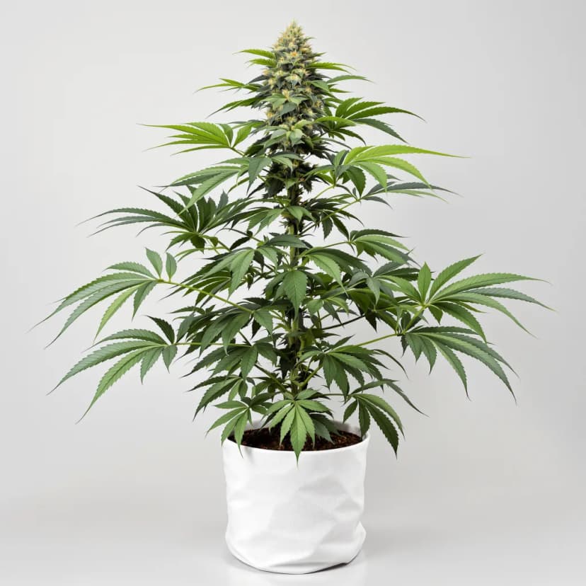 Grape OX feminized cannabis plant