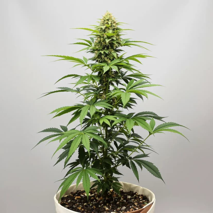 Grape Soda autoflower cannabis plant