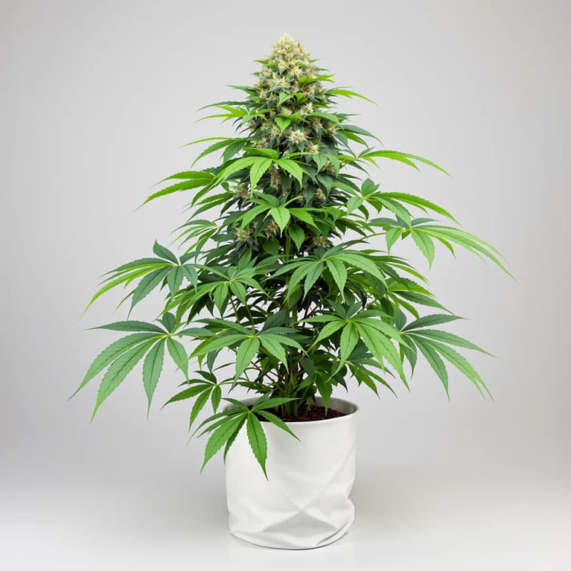 Grape Soda feminized cannabis plant