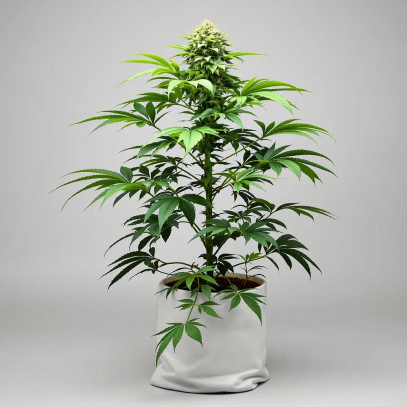 Grape Valley Kush feminized cannabis plant