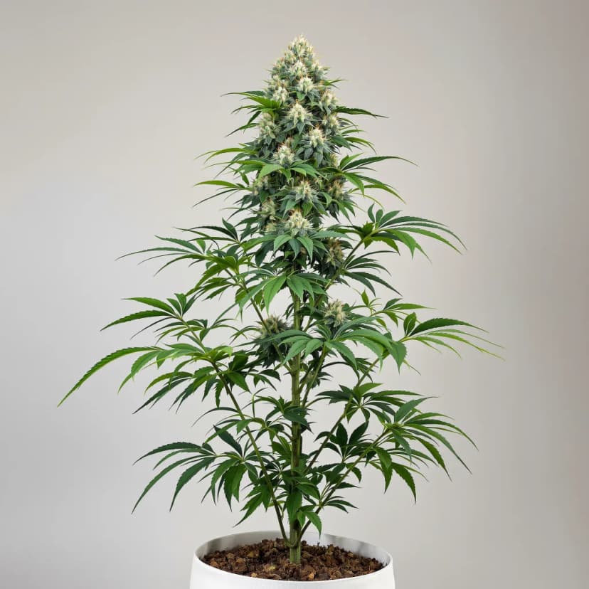 Grapefruit Diesel feminized cannabis plant