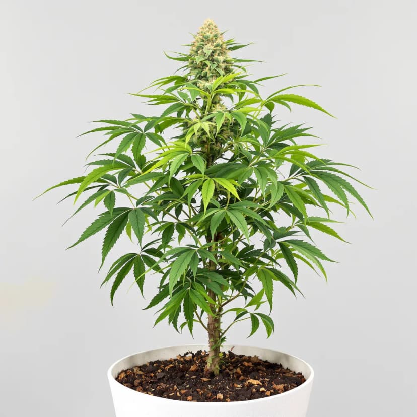 Gravity feminized cannabis plant