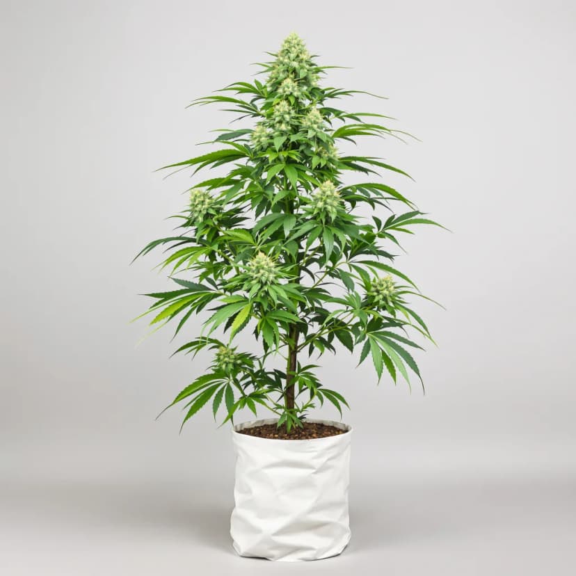 Grease Monkey autoflower cannabis plant
