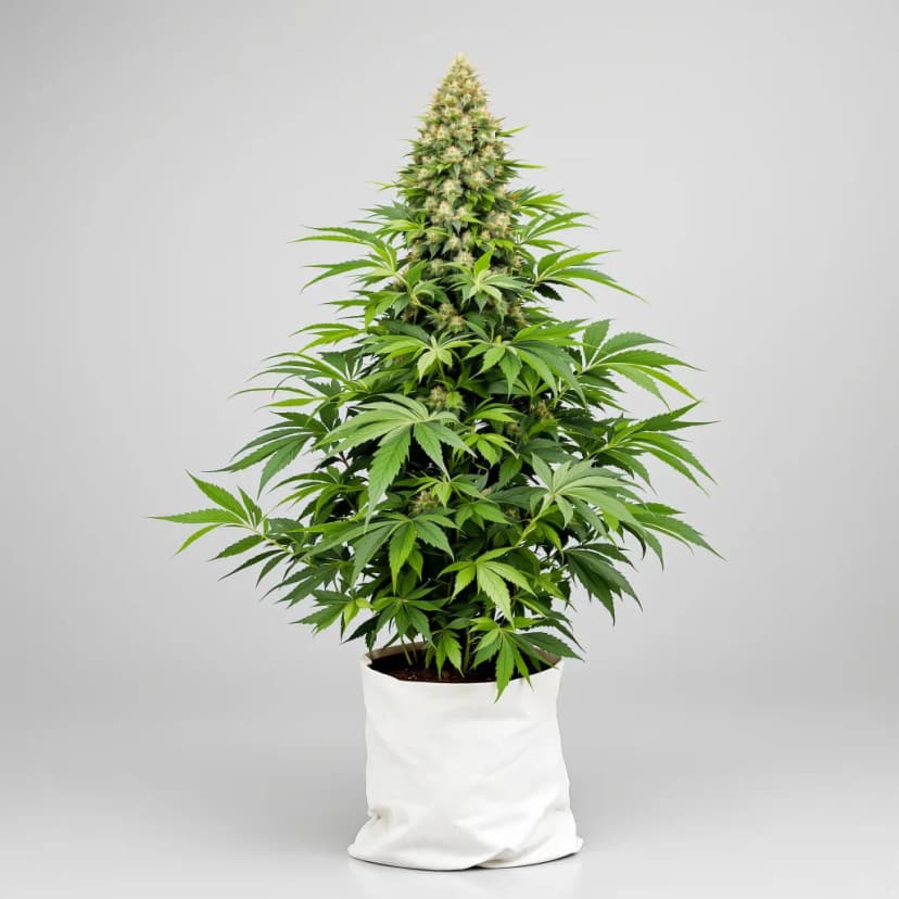 Great White Shark feminized cannabis plant