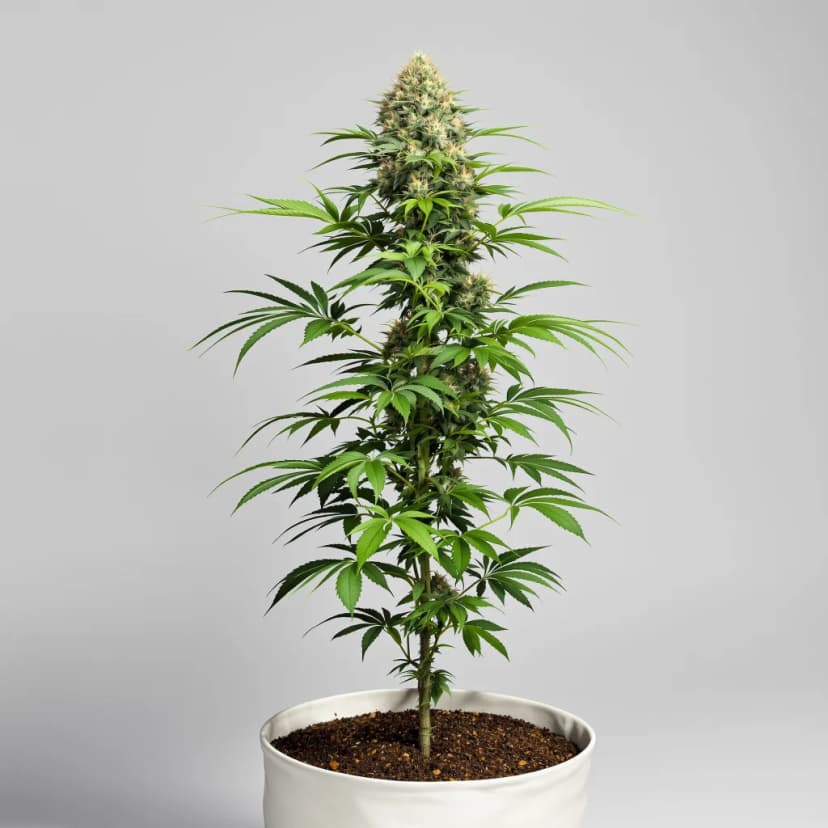 Green Avenger feminized cannabis plant