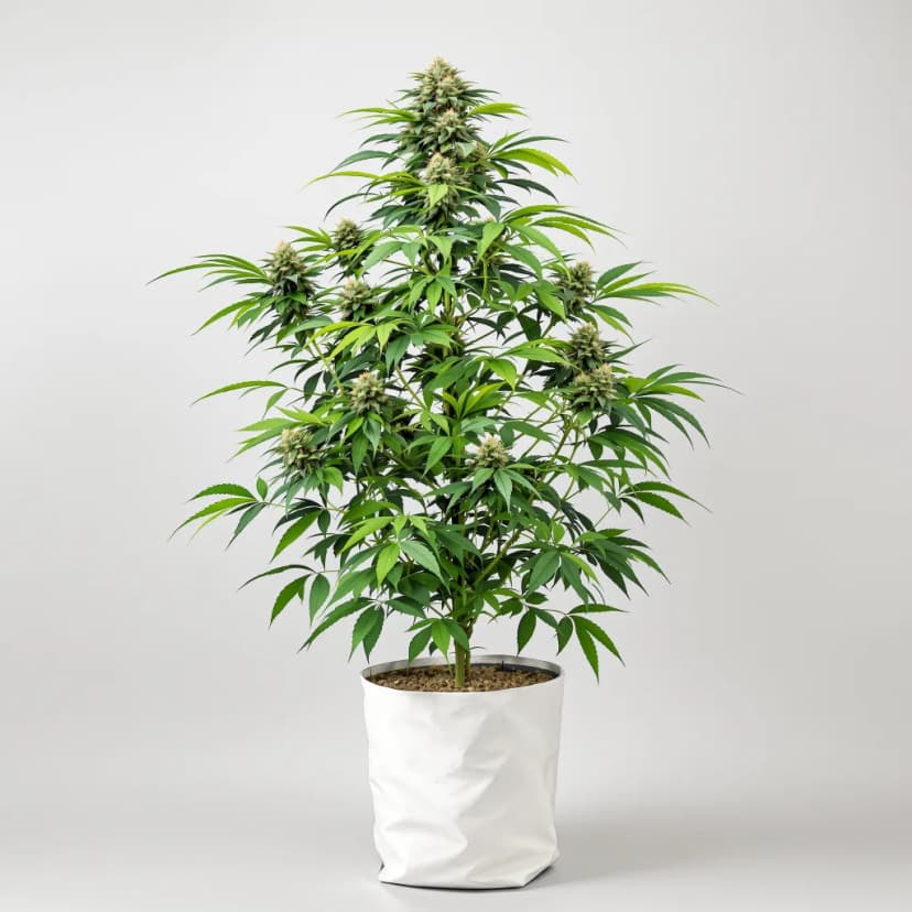 Green Candy feminized cannabis plant