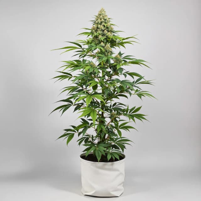 Green Door Kush feminized cannabis plant