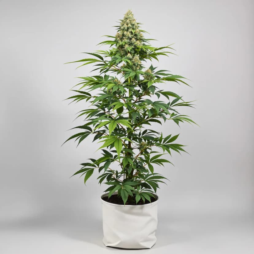Green Door Kush feminized cannabis plant