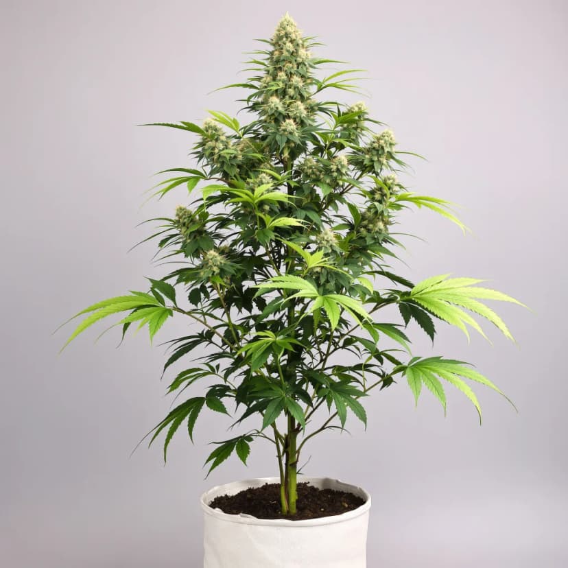 Green Goblin feminized cannabis plant