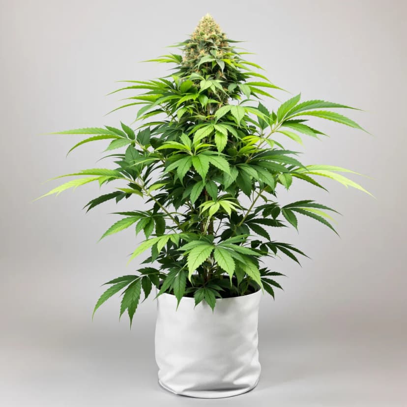 Green Goddess feminized cannabis plant