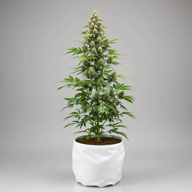 Green Line OG feminized cannabis plant