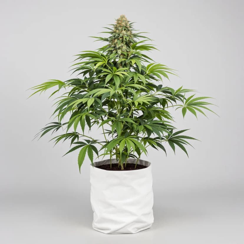 Green Love Potion feminized cannabis plant