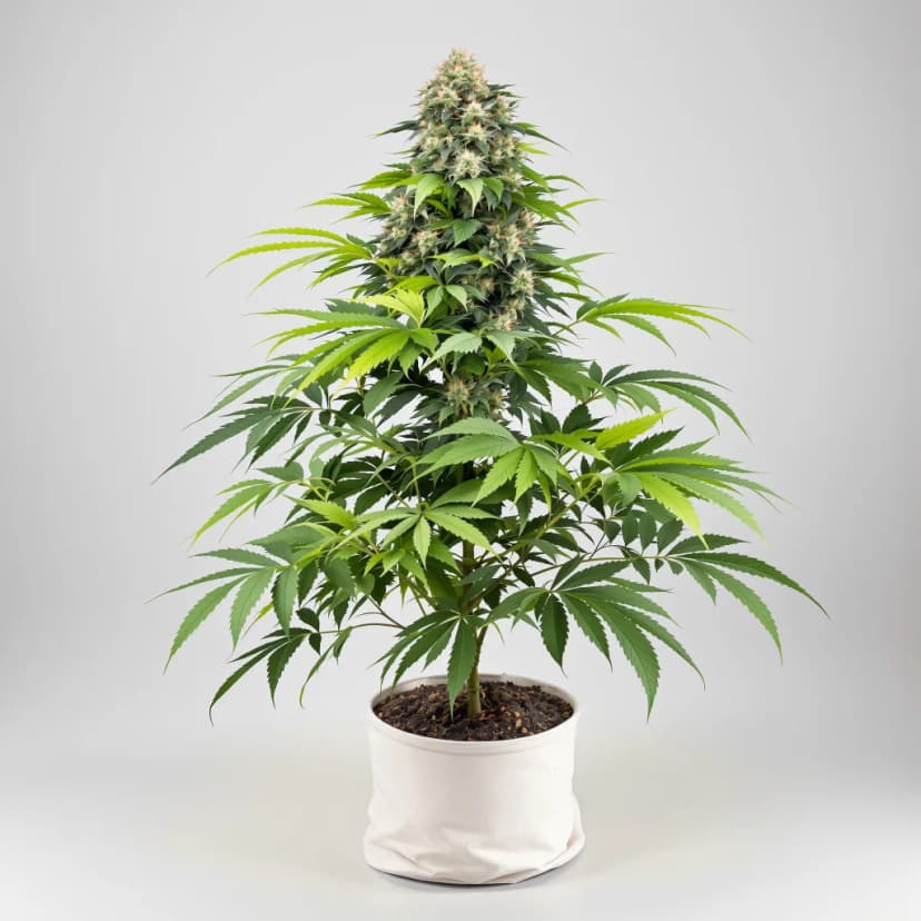 Green Poison feminized cannabis plant