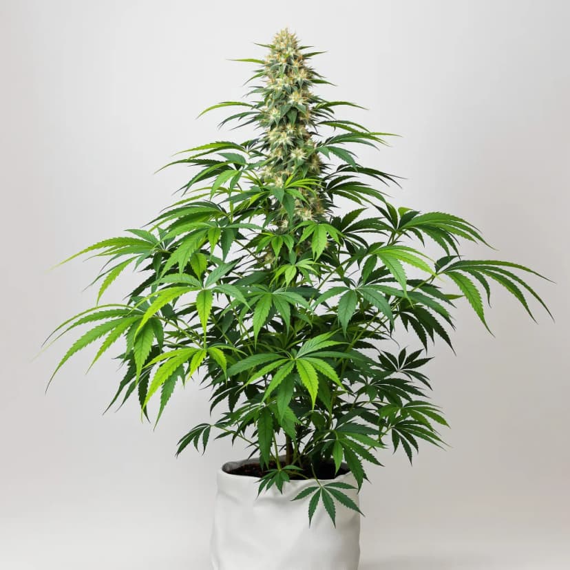 Green Ribbon autoflower cannabis plant