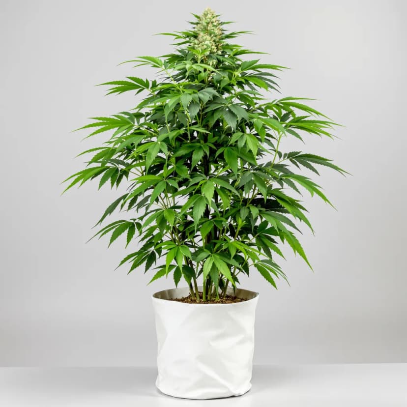 Green Ribbon feminized cannabis plant