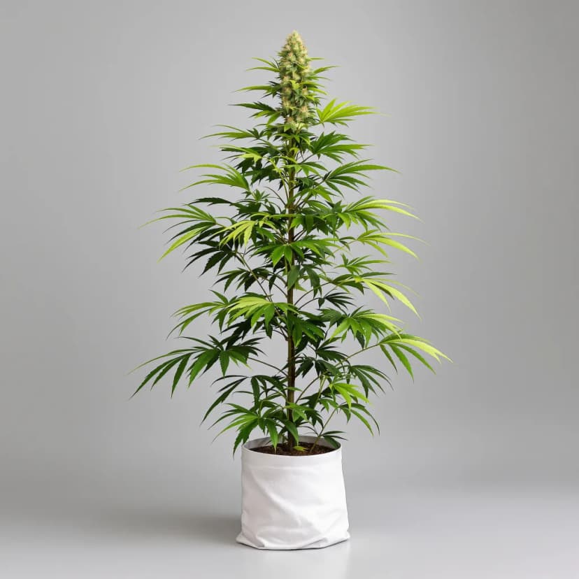 Grilled Cheese feminized cannabis plant