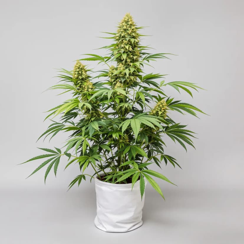 Grimace feminized cannabis plant