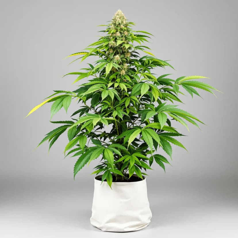 Guard Dawg feminized cannabis plant