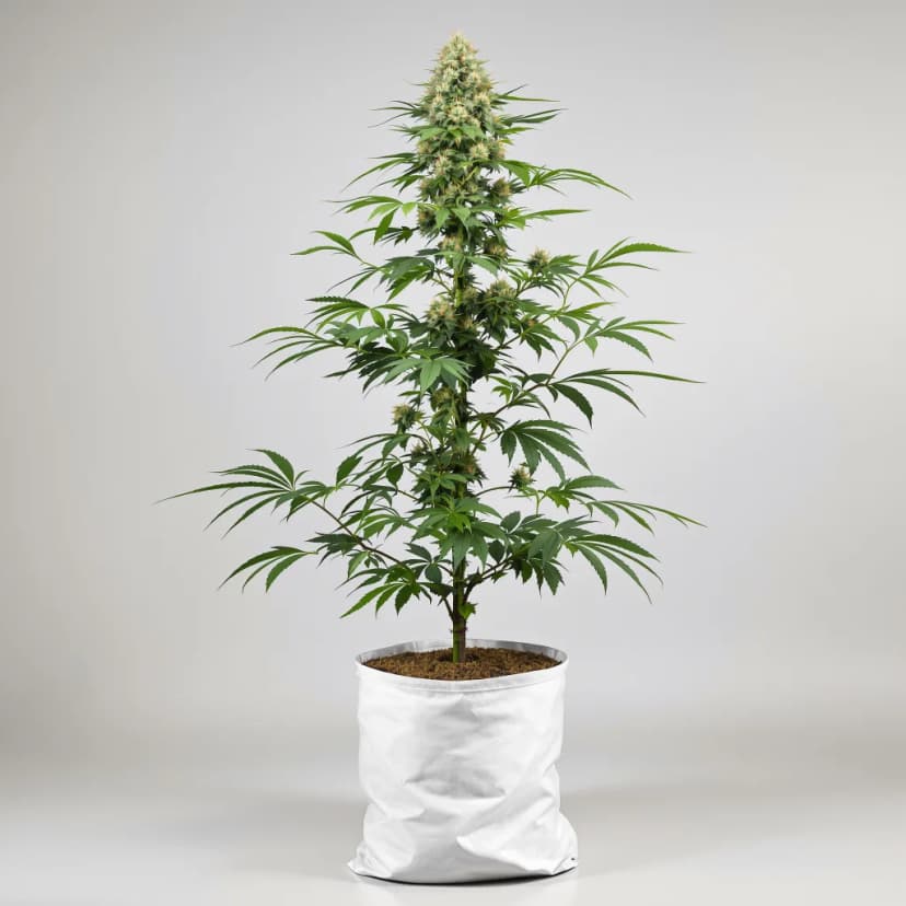 Guido Kush autoflower cannabis plant