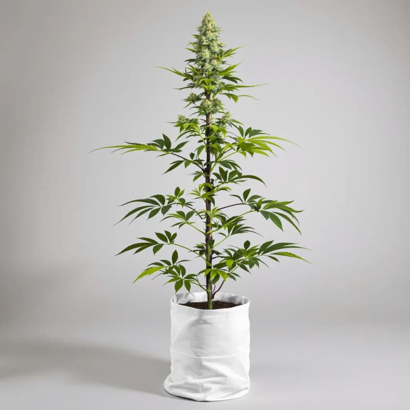 Guido Kush feminized cannabis plant