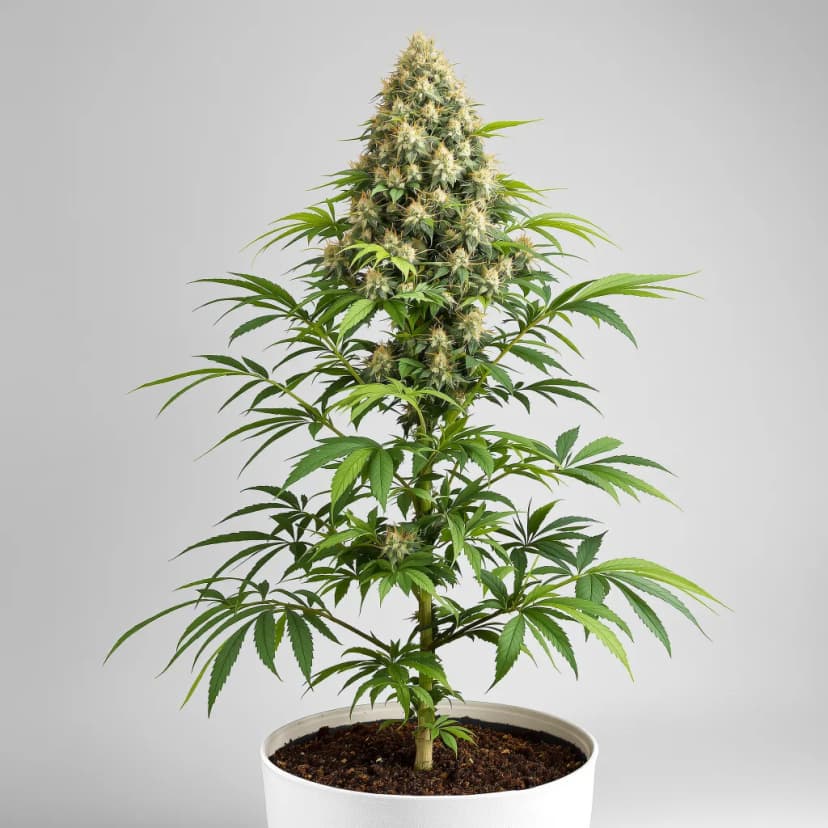 Gupta Kush autoflower cannabis plant