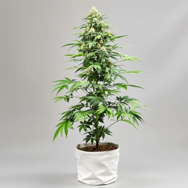 Guptilla cannabis seeds packaging, Royal King Seeds USA