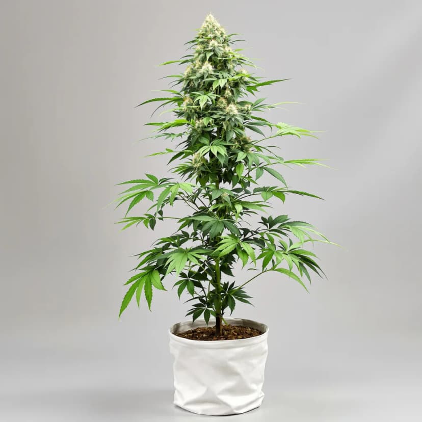Guptilla autoflower cannabis plant