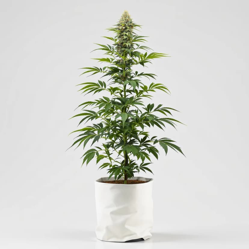 Guptilla feminized cannabis plant
