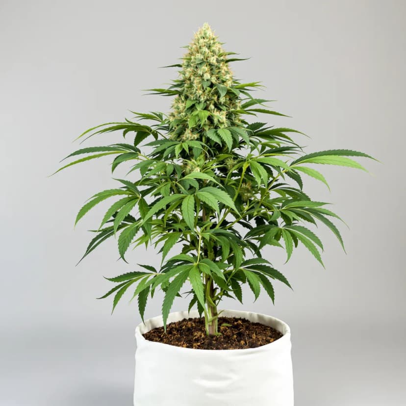 Harle-Tsu CBD feminized cannabis plant