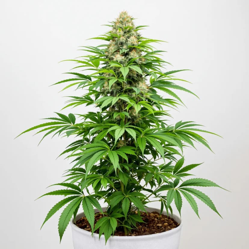 Harlequin CBD feminized cannabis plant