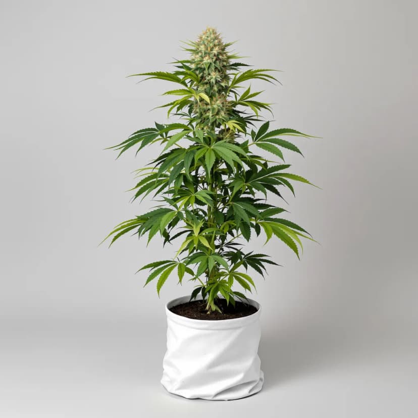 Hashbar OG feminized cannabis plant
