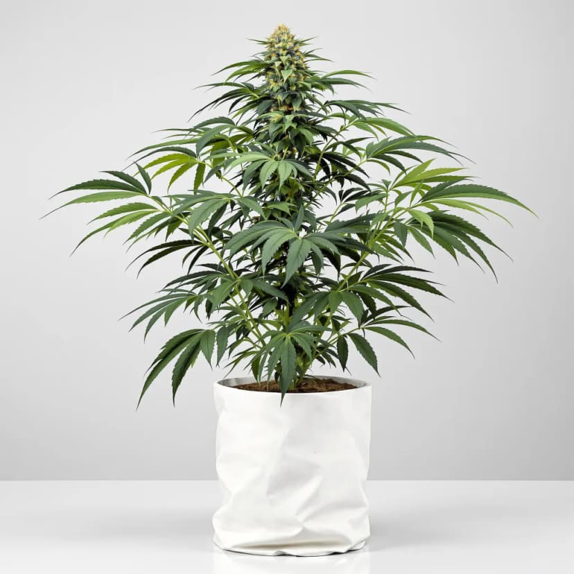 Hashberry feminized cannabis plant