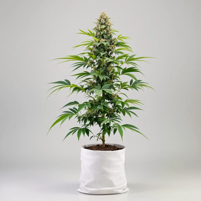 Hawaiian autoflower cannabis plant