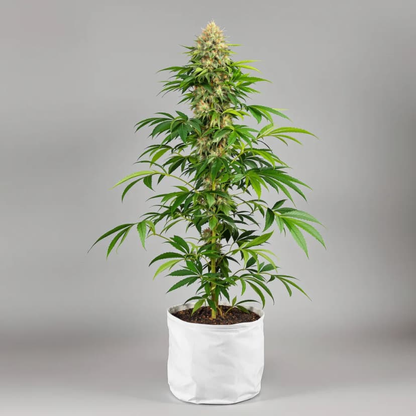 Hawaiian Dream CBD feminized cannabis plant