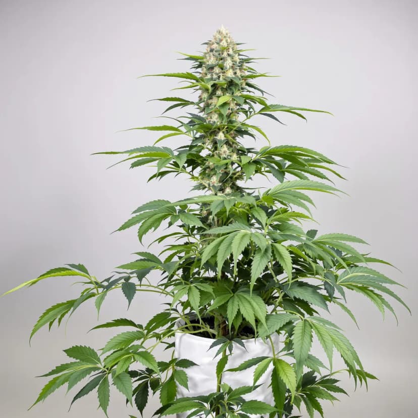 Hawaiian feminized cannabis plant
