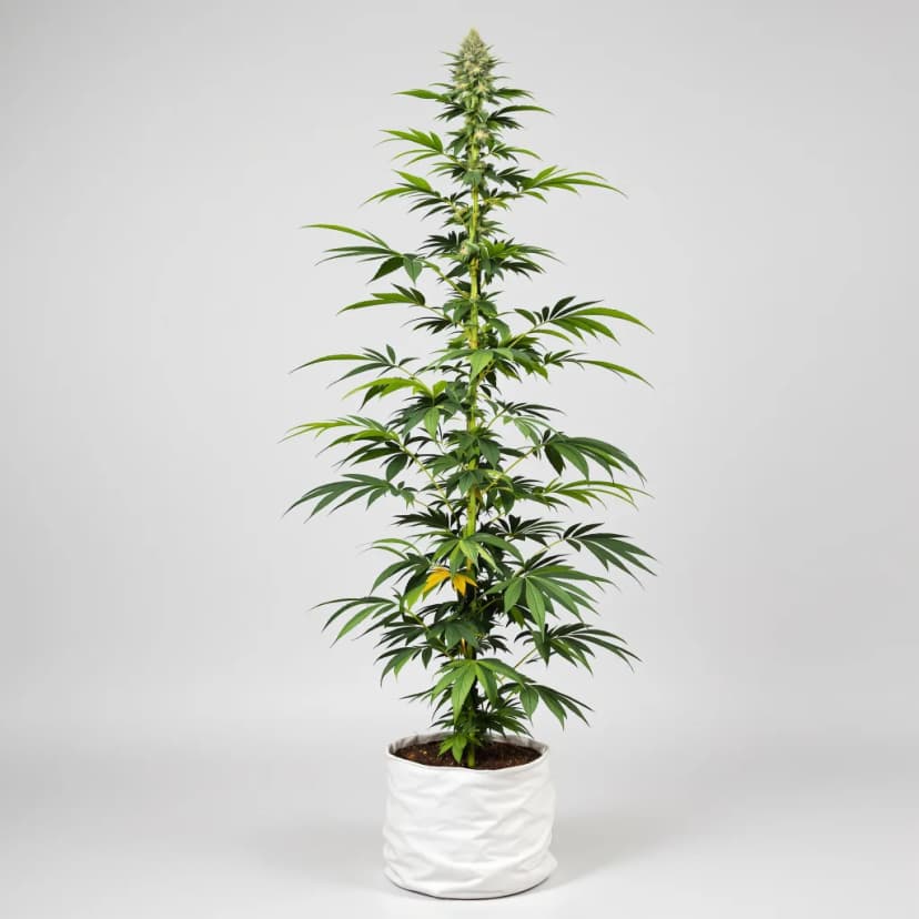 Hawaiian Haze feminized cannabis plant
