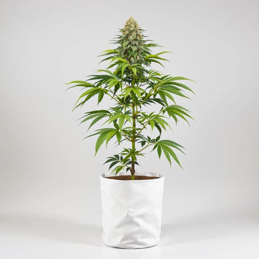 Hawaiian Purple Kush autoflower cannabis plant