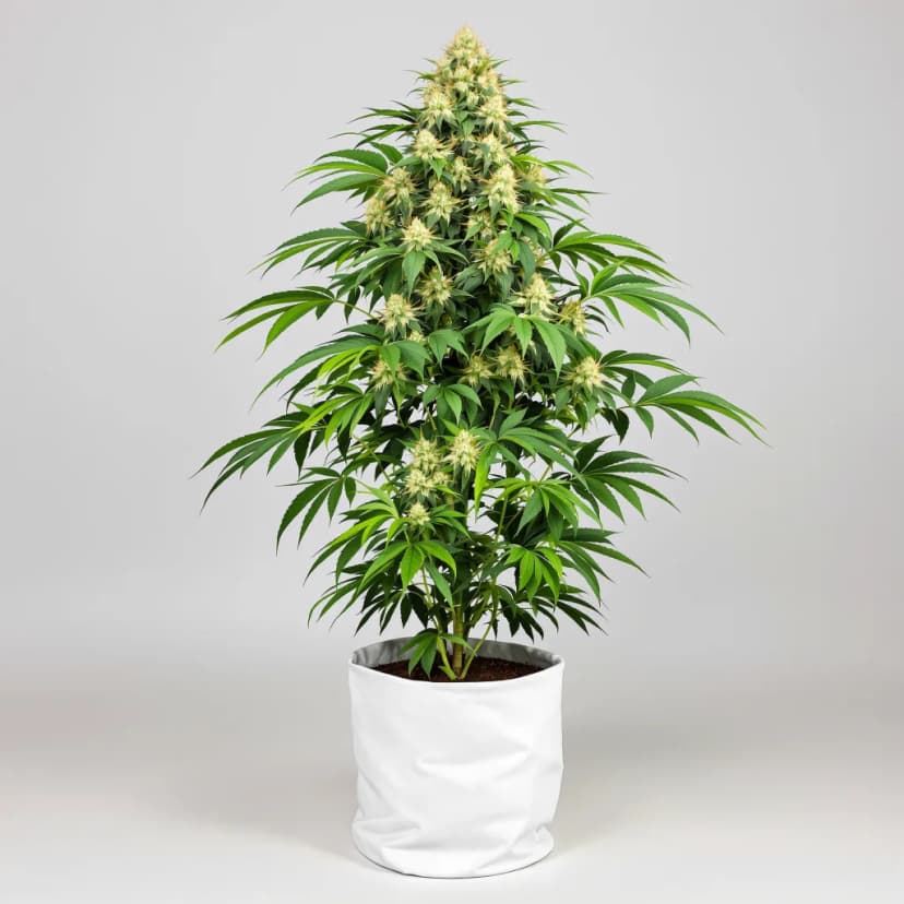 Hawaiian Purple Kush feminized cannabis plant