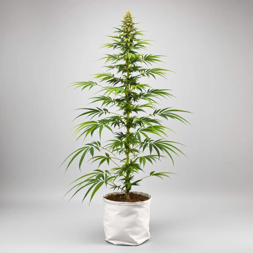 Hawaiian Snow feminized cannabis plant